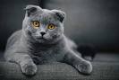 Scottish Fold Cats: the character and reviews | Because cats