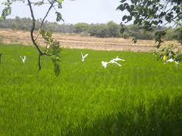 Managing or controlling pests can be done with a number of methods. Virtual Diary Birds In Pest Control