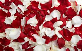 Leggere una casa di petali rossi è un'esperienza indimenticabile: Petali Di Rosa Significato Fiori