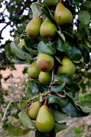 Potassium potassium deficiency can be a problem on all tree fruits. How To Grow Pear Trees Growing Pears In Pots Pears Care Planting Apple Trees Fruit Plants Tree Seedlings