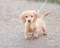 PuppyFind | Dachshund Puppies for Sale