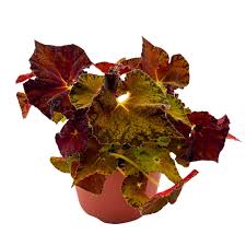 Image result for Begonia pulcherrima