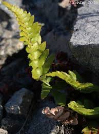 Image result for Lonchitis