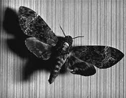 The sinister moth from silence of the lambs can squeak. Silence Of The Lambs Deaths Head Hawkmoth Horror Amino