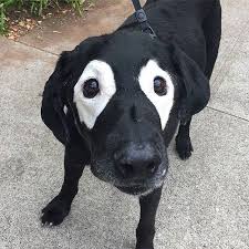 Kinda Scary Cok Sirin Hayvanlar Yavru Kopek Sevimli Hayvan Yavrulari