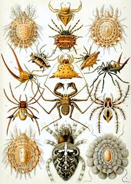 Some of the adaptations are as follows the colour of their bodies helps them to blend into their environment. Arachnid Wikipedia