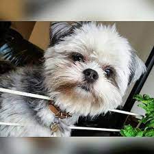 Shih Tzu In 2020 Shih Tzu Puppies Near Me Shih Tzu Price