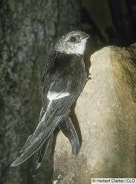 Tan Bird With Black And White Wings White Throated Swift Arizona Swift Bird Birds Black And White Birds