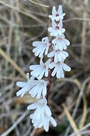 Image result for Holothrix