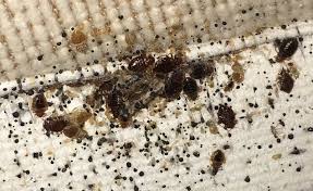 And i'll be talking to you about pest control. Bed Bugs Pest Control Essex Suffolk Pest Solutions