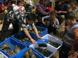 Street pet market near me. Pet Store Picture Of Chengdu Sichuan Tripadvisor
