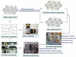 Plant cell culture for production of secondary metabolites. Systematic Strategies To Increase Secondary Metabolites Production With Download Scientific Diagram