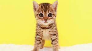 Kitten Cat Cute 5k Horizontal Animals Kitten Cats