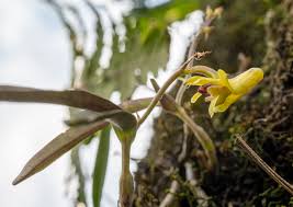 Image result for Polystachya aconitiflora