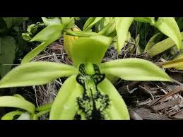 Check spelling or type a new query. Anggrek Hitam Borneo Kalimantan Coelogyne Pandurata Youtube