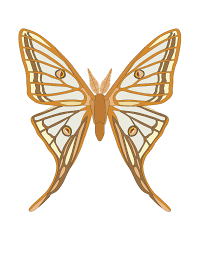 Durant la journée, elle se dissimule à la coupe des arbres, mais quand la nuit tombe, ce papillon est capable de recourir de très larges distances. Graellsia Isabellae Moth Vector Craftsmanspace