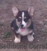 When someone is breeding puppies or breeding kittens, they are creating new dogs and cats who need. Pembroke Welsh Corgi Breeders In Indiana