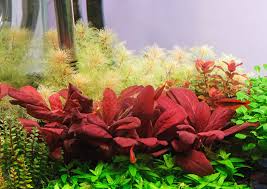 Image result for Hypoxis parvifolia