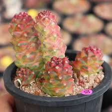 Image result for Monadenium discoideum