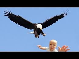 Eagle Snatches Kid Eagle Picks Up Baby Fake Eagle Kids Kids Videos