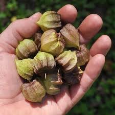 Image result for Physalis angulata