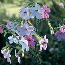 Place individual pots on a tray and fill them to within 1/2 inch of the top with potting soil. Tobacco Bella Nicotiana Alata X Mutabilis Plants Select Seeds