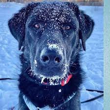 Find an animal shelter or rescue group. Alaska Dog And Puppy Rescue Home Facebook