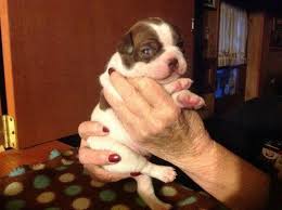 Pug and boston terrier puppies in virginia. Boston Terrier Puppies Red Pieds For Sale In Roanoke Virginia Classified Americanlisted Com