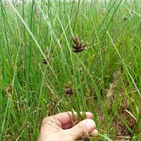 Image result for Schoenoplectus muriculatus