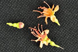 Image result for Combretum bracteosum