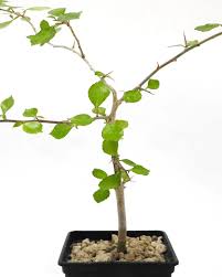 Image result for Commiphora caerulea