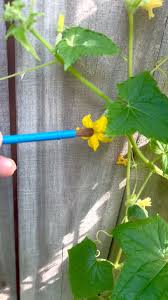 Image result for how to self pollinate cucumbers