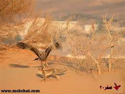 متى يبدأ موسم تزاوج القطط. ØªØ²Ø§ÙˆØ¬ Ø§Ù„Ø«Ø¹Ù„Ø¨ Ù…Ø¹ Ø§Ù„Ø·ÙŠÙˆØ± ØªØ²Ø§ÙˆØ¬ Ø§Ù„Ø«Ø¹Ù„Ø¨ Ù…Ø¹ Ø§Ù„Ø·ÙŠÙˆØ± Ø§Ø´ØªØ±ÙƒÙˆØ§ Ù…Ø¹Ù†Ø§ Ù„ÙŠØµÙ„ÙƒÙ… ÙƒÙ„ Ø¬Ø¯ÙŠØ¯ ÙˆÙØ±ÙŠØ¯ Ø§Ù„ØªÙ‡Ø¬ÙŠÙ† Ù‡Ùˆ Ù†ÙˆØ¹ ØªØ²Ø§ÙˆØ¬ Ø¨ÙŠÙ† Ù†ÙˆØ¹ÙŠÙ† Ù…Ø®ØªÙ„ÙÙŠÙ† Ù„ÙƒÙ†Ù‡Ù…Ø§ Ù‚Ø±ÙŠØ¨ÙŠÙ† ÙŠÙ†ØªØ¬ Ù…Ù† Ù‡Ø°Ø§ Ø§Ù„ØªØ²Ø§ÙˆØ¬ Ù‡Ø¬ÙŠÙ† Knickotterlimit