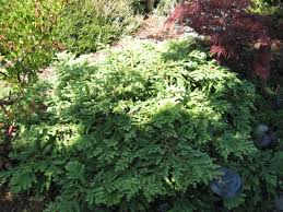 Redwood (sequoia sempervirens), also called coast redwood and california redwood, is native to the central and northern california coast, a region of moderate to heavy winter rain and summer fog so vital to this tree. Sequoia Sempervirens Kelley S Prostrate Gardening In Greenwood