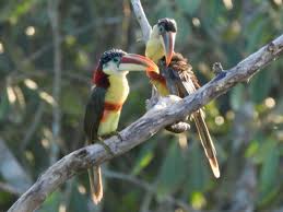 Brazil trip report - Amazon and the Pantanal - Nature Travel Birding