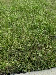 Zoysia yard lawn 'chokes' weeds into submission. Looking For A Weed Ident And Ways To Get Rid Of Said Weed Without Killing My Zoysia Grass Lawn Austingardening