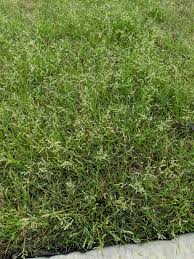 But it is very stressful to the lawn and usually requires some reseeding with zoysia grass seed afterward. Looking For A Weed Ident And Ways To Get Rid Of Said Weed Without Killing My Zoysia Grass Lawn Austingardening