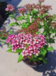 Image result for spirea japonica gold princess