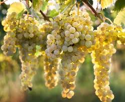 Image result for Passerina