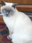 British Shorthair Colours – Full Guide – My British Shorthair
