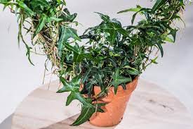 Плющ обыкновенный, или плющ вьющийся (лат. Zimmerefeu Bogen Hedera Helix Bogen Gunstig Online Kaufen Pflanzen Pflanzen Bestellen Efeu