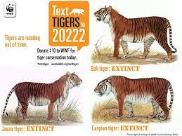 Three Tiger Subspecies Have Already Gone Extinct Tiger Species Extinct Tigers Tiger