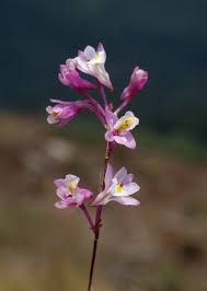 Image result for Polystachya songaniensis