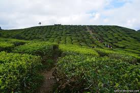 Ladang teh bharat/cameron valley tea house 2. Ladang Teh Cameron Highland Xplorasi Destinasi