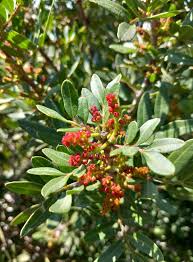 Image result for Pistacia