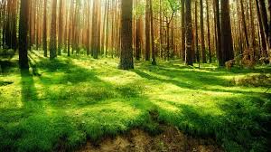 Resultado de imagen para bosques