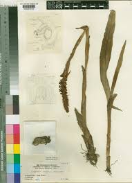 Image result for Agelanthus tanganyikae