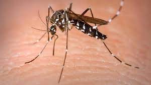 Jun 19, 2021 · vorsicht ist jedenfalls geboten, da neben der heimischen hausgelse auch die tigermücke das west nil virus übertragen kann, welches sich mittlerweile im südosteuropäischen raum etablieren konnte. Mosquitoes Trapped In Blue Ash Test Positive For West Nile Virus