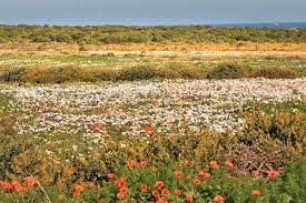 In addition a 10% cash reserve of the selling price will be required. Namaqualand Exploring The West Coast Flower Route Stingy Nomads