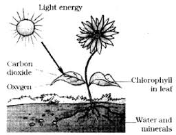 Draw and label a diagram of photosynthesis. Write A Diagram Showing Photosynthesis And Label The Parts Sarthaks Econnect Largest Online Education Community